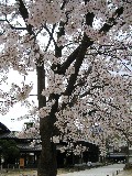 飛騨古川の桜